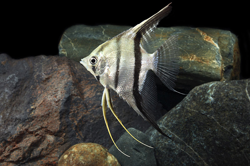 picture of Altum Angel Peru Wild M/S                                                                            Pterophyllum scalare