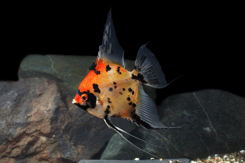picture of Assorted Orange Body Angel M/S                                                                       Pterophyllum scalare