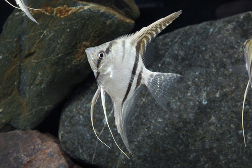 picture of Altum Angel PeruTank Raised Reg                                                                      Pterophyllum scalare