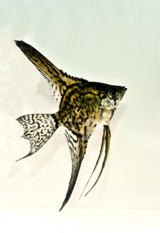 picture of Black Lace Veil Angel Reg                                                                            Pterophyllum scalare