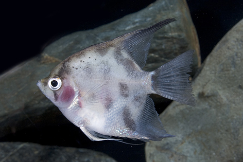 picture of Blue Blushing Angel Med                                                                              Pterophyllum scalare