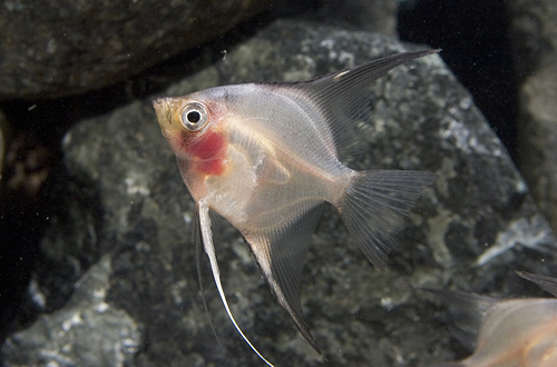 picture of Blushing Angel Reg                                                                                   Pterophyllum scalare