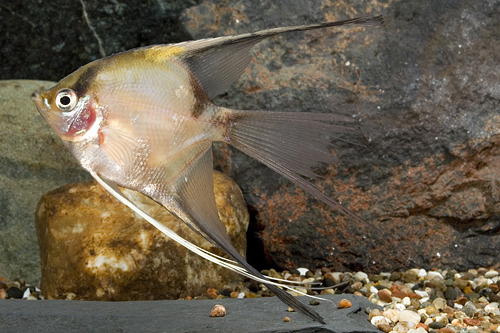 picture of Blushing Veil Angel Reg                                                                              Pterophyllum scalare