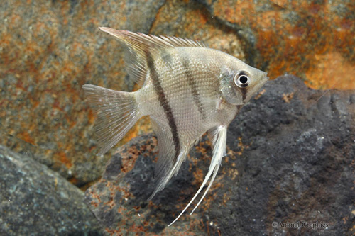 picture of Dumerilii Angel Tank Raised M/S                                                                      Pterophyllum dumerilii