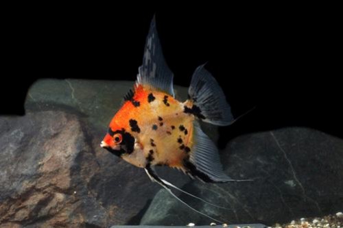 picture of Full Body Orange Koi Angel Reg                                                                       Pterophyllum scalare