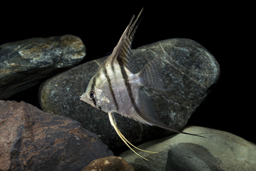 picture of Leopoldi Angel Wild Reg                                                                              Pterophyllum leopoldi