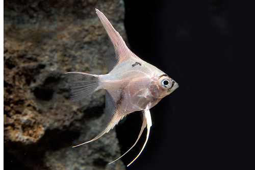 picture of Panda Angel Med                                                                                      Pterophyllum scalare