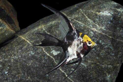 picture of Koi Veil Angel Reg                                                                                   Pterophyllum scalare