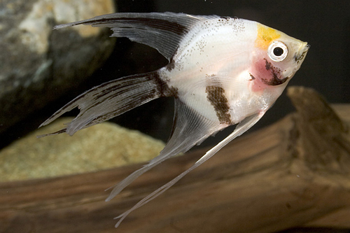 picture of Koi Veil Angel Med                                                                                   Pterophyllum scalare