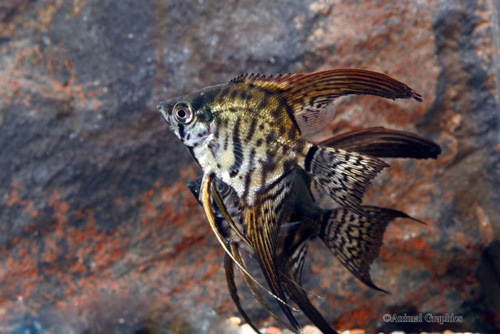 picture of Zebra Veil Angel Reg                                                                                 Pterophyllum scalare