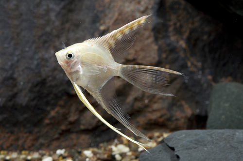 picture of Gold Veil Angel Reg                                                                                  Pterophyllum scalare