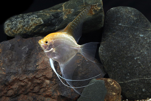 picture of Gold Veil Angel Lrg                                                                                  Pterophyllum scalare