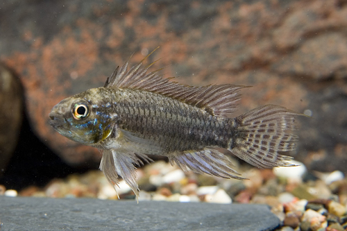 picture of Two Striped Apistogramma Cichlid Reg                                                                 Apistogramma bitaeniata