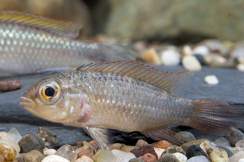 picture of Blue Apistogramma Agassizi Cichlid Female Reg                                                        Apistogramma agassizi 'Blue'