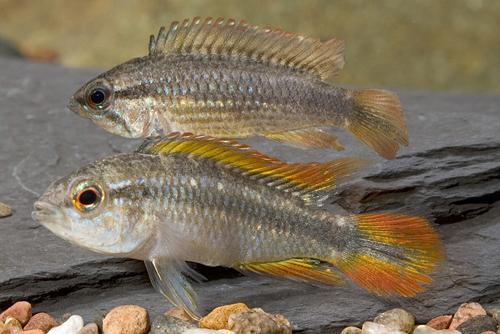 picture of Bluetail Apistogramma Agassizi Cichlid Pair                                                          Apistogramma agassizi 'Bluetail'