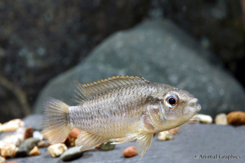 picture of Double Red Apisto. Agassizi Cichl. Female Reg                                                        Apistogramma agassizi 'Double Red'