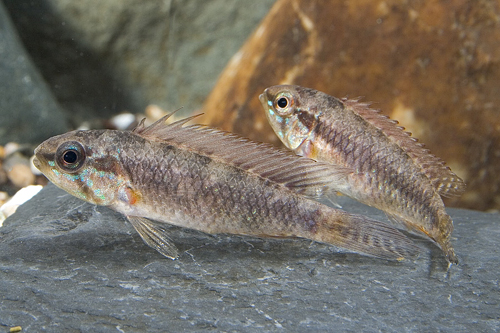 picture of Apistogramma Elizabethae Cichlid Pair                                                                Apistogramma elizabethae