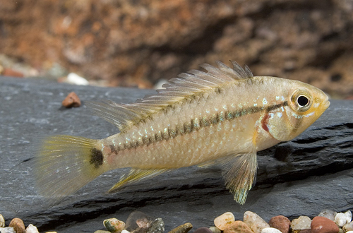 picture of Apistogramma Eutonis II Cichlid Pair                                                                 Apistogramma eunotus II