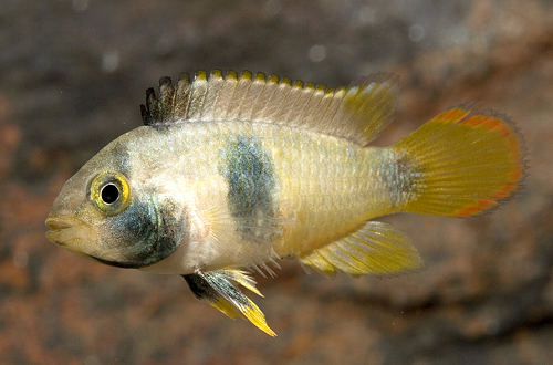 picture of Apisto. Nijsseni Cichlid Female Reg                                                                  Apistogramma nijsseni