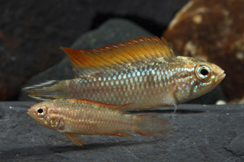 picture of Orange Dorsal Apisto. Agassizi Cichlid Pair                                                          Apistogramma agassizi 'Orange Dorsal'