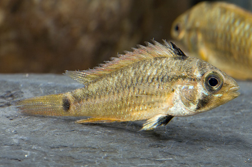 picture of Apistogramma Piauensis Cichlid Female Reg                                                            Apistogramma piauensis