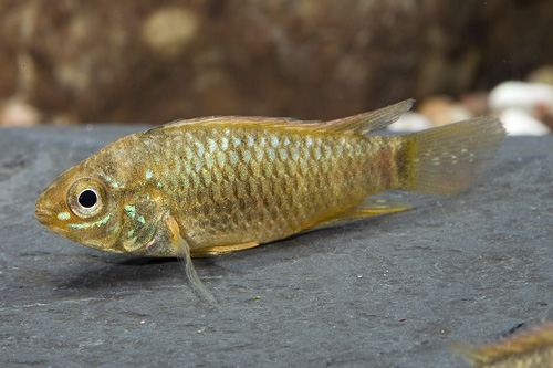 picture of Apistogramma Piauensis Cichlid Male Reg                                                              Apistogramma piauensis