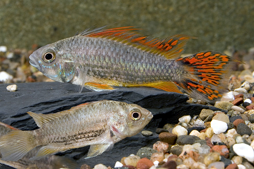 picture of Red Flash Apisto. Cacatouides Cichlid Pair                                                           Apistogramma cacatuoides 'Red Flash'