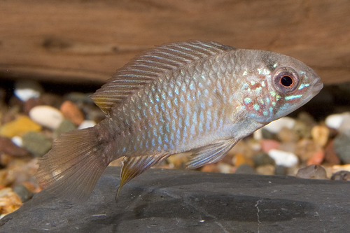 picture of Red Head Apistogramma Borelli Cichlid Reg                                                            Apistogramma borelli 'Red Head'