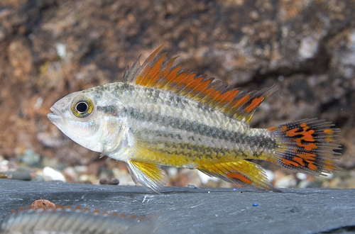 picture of Gold Apisto. Cacatouides Cichlid Female Reg                                                          Apistogramma cacatuoides 'Red-Gold'