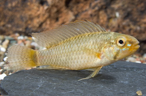 picture of Apistogramma Velifera Cichlid Reg                                                                    Apistogramma velifera