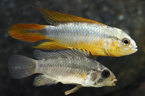 picture of Super Red Apistogramma Agassizi Cichlid Pair                                                         Apistogramma agassizi 'Super Red'