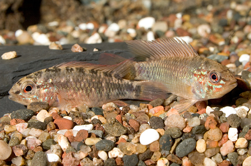 picture of Double Red Apisto. Macmasteri Cichlid Pair                                                           Apistogramma macmasteri 'Double Red'