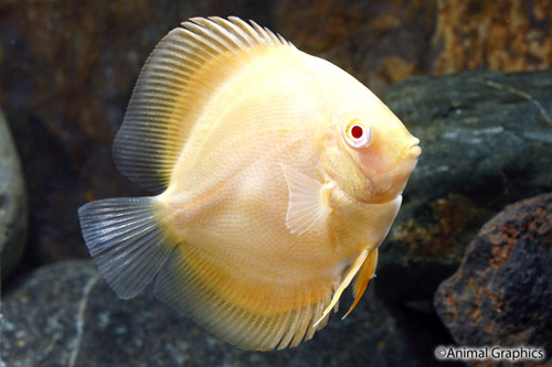 picture of Albino Golden Discus Reg                                                                             Symphysodon aequifasciatus