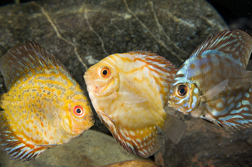 picture of Assorted Discus Reg                                                                                  Symphysodon aequifasciatus