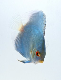 picture of Blue Diamond Discus Lrg                                                                              Symphysodon aequifasciatus