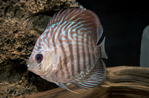 picture of Blue Snakeskin Discus Reg                                                                            Symphysodon aequifasciatus