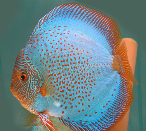 picture of Blue Snakeskin Discus Lrg                                                                            Symphysodon aequifasciatus