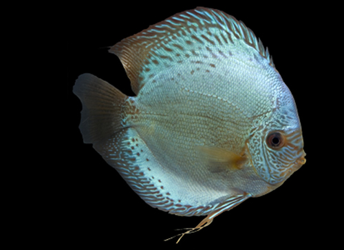 picture of Cobalt Blue Discus Reg                                                                               Symphysodon aequifasciatus