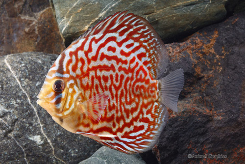 picture of Leopard Discus M/S                                                                                   Symphysodon aequifasciatus