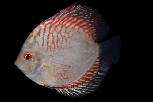 picture of Pigeon Blood Discus Reg                                                                              Symphysodon aequifasciatus