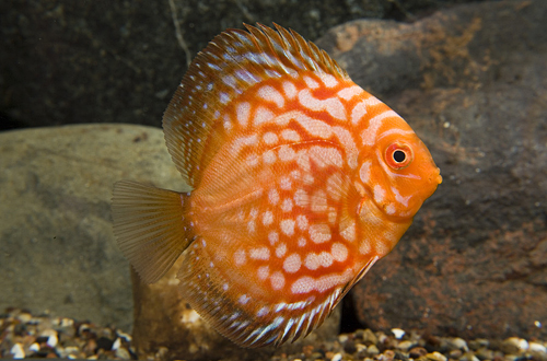 picture of Pigeon Blood Discus M/S                                                                              Symphysodon aequifasciatus