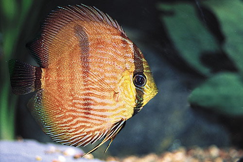 picture of Red Heckel Discus Reg                                                                                Symphysodon discus