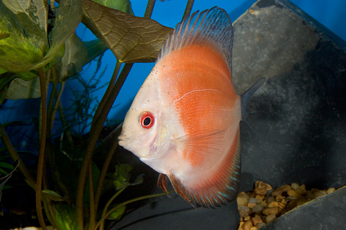 picture of Red Marlboro Discus Sml                                                                              Symphysodon aequifasciatus