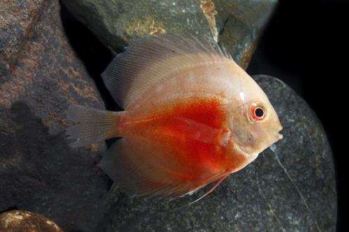 picture of Red Marlboro Discus Reg                                                                              Symphysodon aequifasciatus