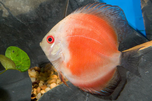 picture of Red Marlboro Discus M/L                                                                              Symphysodon aequifasciatus