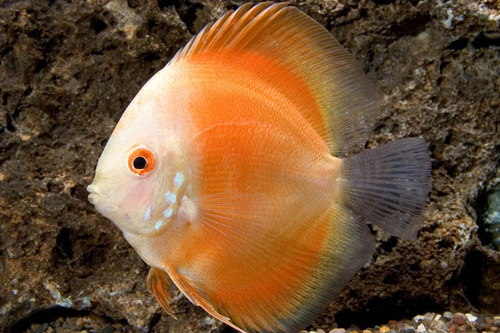 picture of Red Melon Discus Reg                                                                                 Symphysodon aequifasciatus