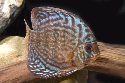 picture of Royal Red Discus M/S                                                                                 Symphysodon aequifasciatus