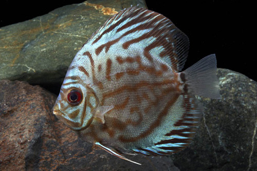 picture of Red Turquoise Discus M/L                                                                             Symphysodon aequifasciatus