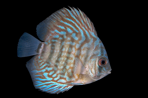 picture of Royal Blue Discus M/S                                                                                Symphysodon aequifasciatus haraldi