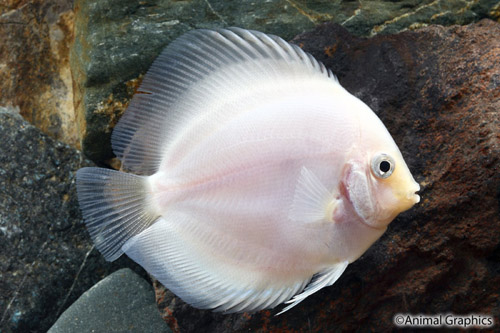 picture of Snow White Discus M/S                                                                                Symphysodon aequifasciatus